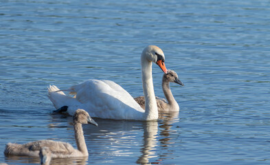 Mute swan parent swimming close and caring for its fluffy cygnet © Юрій Балагула