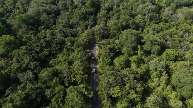 Aerial drone footage of a stunning panorama of Baluran Forest, in Baluran national park, at sunset, with a vast dry savannah and a group of cows passing by, in Situbondo regency, Java, Indonesia