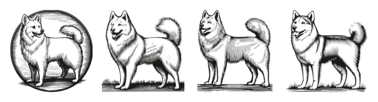 Vintage Style Illustrations of a Samoyed Dog in Various Poses, vector illustration, engraving design, logo design set, black and white line