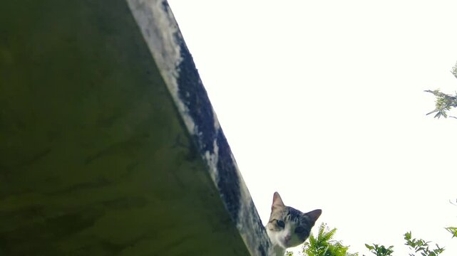 Low angle view of a domestic cat looking down over a wall against an overcast sky