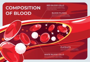 vector illustration of a Human blood composition red and white cells, plasma © Leonid