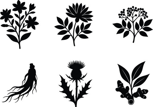 Medicinal Herbs and Wildflowers Silhouette Vector Collection