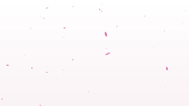 Cherry blossom petals swirling on white background, spring background seamless loop 4K