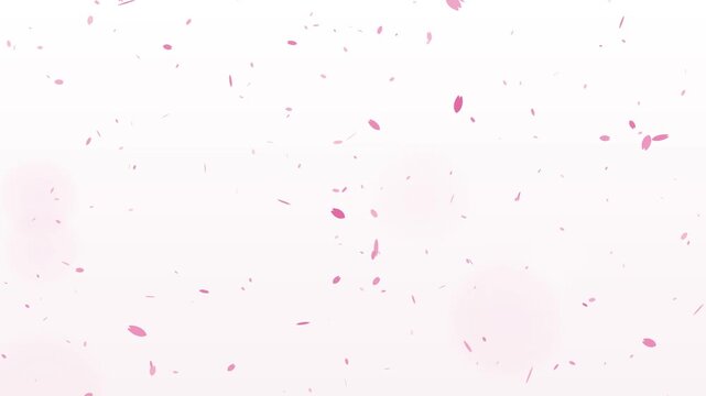 Cherry blossom petals gently falling on white background, spring background seamless loop 4K