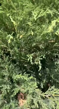 Dense evergreen conifer foliage with fresh green branches in natural outdoor garden setting
