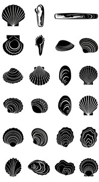 Vintage seashell vector silhouettes, collection of 24 black sea shell icons, antique nautical clam and scallop illustrations for marine design