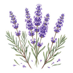 Fototapeta premium Beautiful illustration of fresh lavender flower sprigs isolated on a black background.