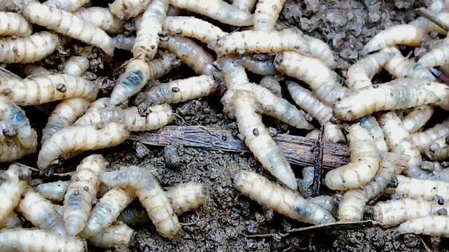 Maggots crawling in a garden's compost pile