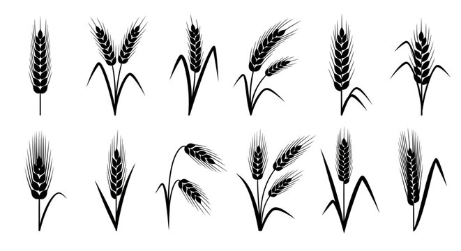 Wheat ear black silhouettes, set of 12 cereal grain plant icons, organic barley and rye stalks vector, agricultural harvest symbols for bakery branding