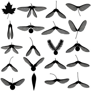 Maple seed silhouettes set, black winged samara fruit icons, botanical tree seeds collection, 20 nature elements vector