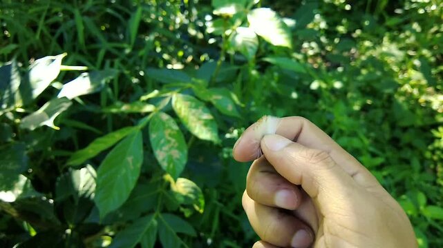 A hand gently holding a white fuzzy caterpillar or fluffy seed head in a lush garden