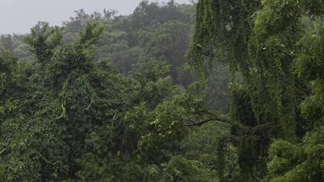 Rainy on tropical forest island village climate background Koh lan Thailand