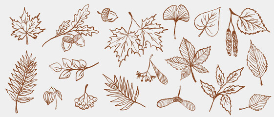 Botanical forest elements collection with maple leaf, acorns, and seeds isolated on white. Autumn falling leaves. Hand drawn vector sketch illustration in vintage crayon charcoal style. © Nataliya Pokrovska