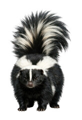 Naklejka premium PNG Black and white skunk standing.