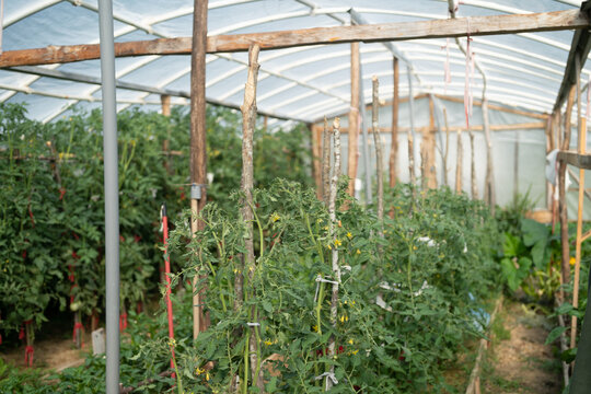 Greenhouse with plants
