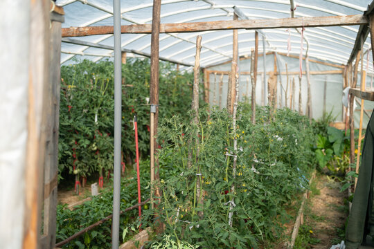Greenhouse with plants