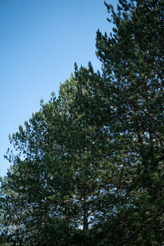 Pine trees and blue sky