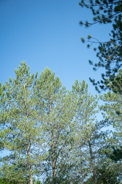 Pine trees and blue sky