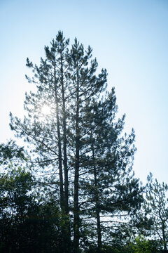 pine tree in the forest