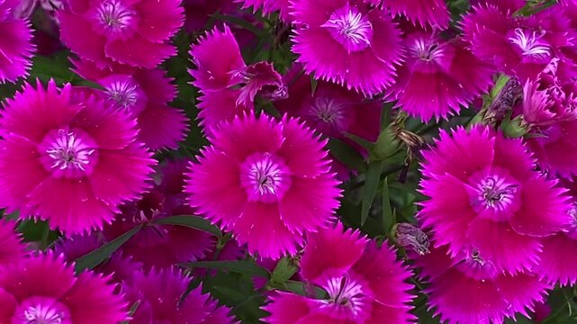 Panning view of bright fuchsia pink Dianthus barbatus flowers with vibrant magenta petals and fringed edges.