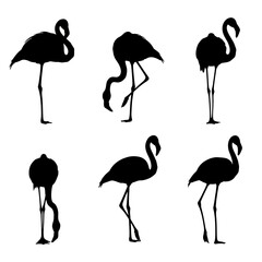 Obraz premium Flamingo silhouette vector set, black tropical bird icons in various poses, 6 exotic wading bird elements for summer design projects