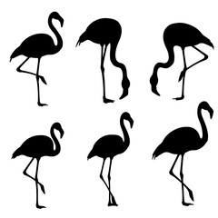 Obraz premium Flamingo silhouette vector icons, set of 6 tropical bird silhouettes in various poses, black exotic animal shapes on white background