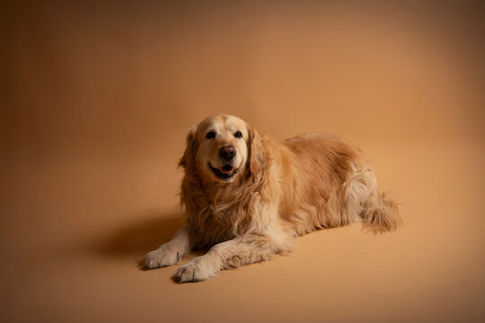 golden retriever dog