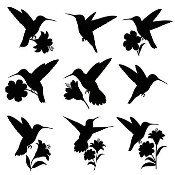 Hummingbird silhouette vector collection, set of 9 black bird icons with flowers, flying colibri silhouettes for nature design and logos