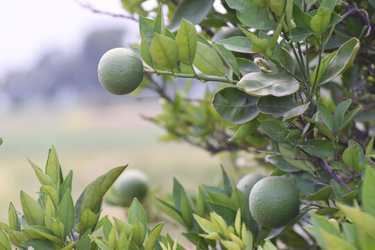 Hanging green oranges. Close up of green oranges. Green orange. Oranges. Juicy fruit. Asian fruits. Oranges with plant. Juicy orange in fruits garden, Fresh green citrus fruit growing in a tropical