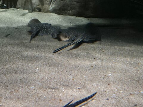 Ocellate River Stingrays Resting On Sandy Aquarium Floor
