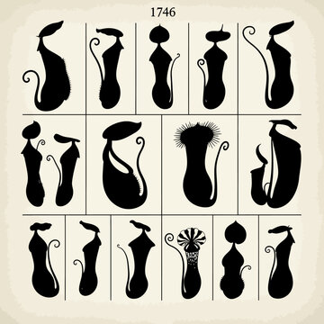 Vintage botanical pitcher plant silhouettes, antique 1746 scientific illustration set, black carnivorous nepenthes vector icons on beige paper