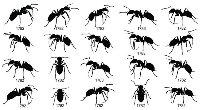 Black ant silhouette collection, set of 20 insect vector icons, realistic ant anatomy shapes for nature and pest control design