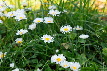Fototapeta premium Field of white daisies blooming in green grass during spring afternoon