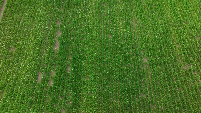 Drone flying over a large green cornfield