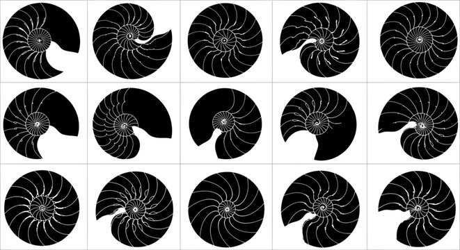 Nautilus shell spiral icons, 15 black sea shell vector silhouettes, golden ratio fibonacci sequence symbols, marine mollusk logo set