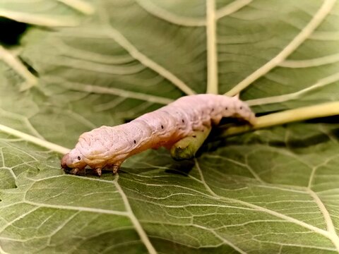 Silkworm eating green mulberry leaf, concept of natural silk production and sustainable textile industry.