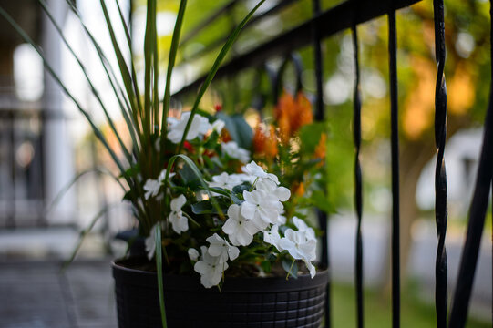 Fleurs dans un pot noir sur la terrasse de la maison. Balcon d'un appartement.	