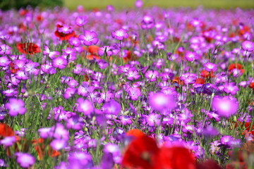Obraz premium 埼玉県 鴻巣市のこうのす花まつり（吹上会場）～ポピー