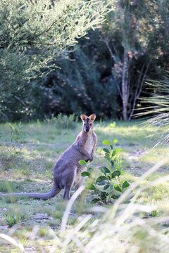 Wild Red-Necked Wallaby (Notamacropus rufogriseus), South Australia