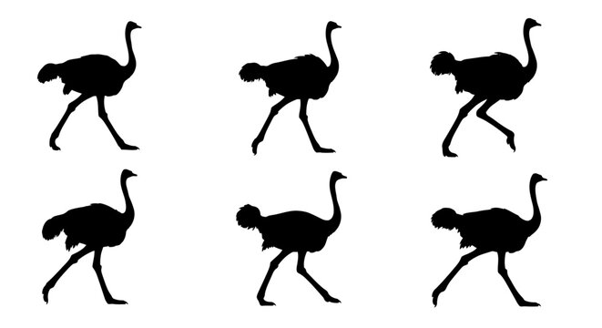 Ostrich silhouette vector set, black ostrich bird walking and running poses, 6 animal silhouettes for wildlife design and nature logos