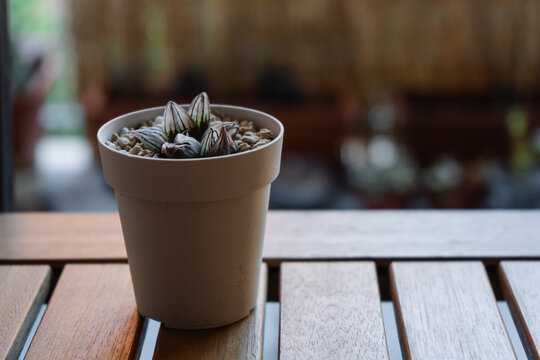 Small Haworthia atrofusca mutant 'Watermelon in a plastic pot; its leaves are translucent when backlit