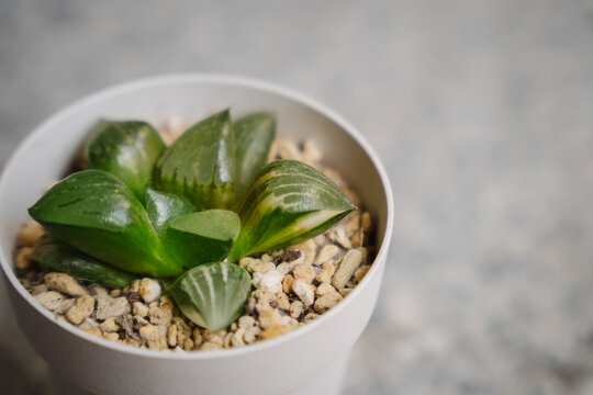 Young variegated Haworthia correcto Ice River succulent plant in a white pot
