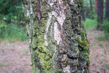 Obraz premium Detailed close-up of rough tree bark covered with moss and lichen in a forest.