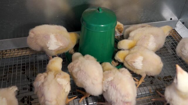 Newly hatched broiler chicks crowding around a green feeder, pecking at food inside a brooder cage on a modern poultry farm. Young yellow birds are raised for meat production in agriculture