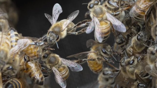 bee on a branch
