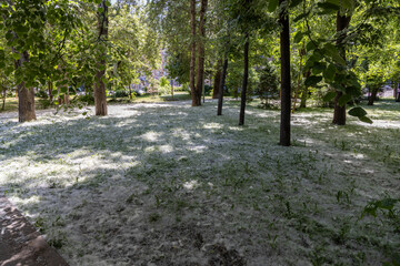 Fototapeta premium Public park lawn completely covered by white poplar seeds fluff