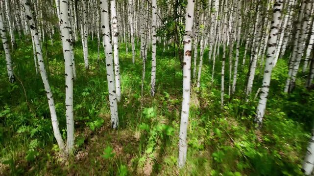 Close-to-ground forward-moving view through a stand of white-barked birch trees. Bright young green leaves blur at the left foreground while clustered upright trunks fill the