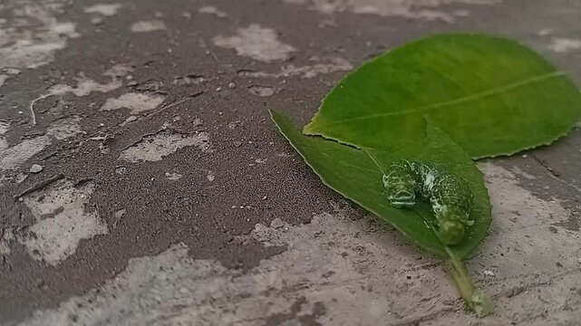 Lemon butterfly caterpillar on a citrus leaf
