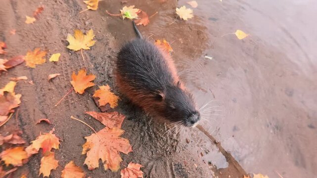 Top view, Curious Nutria stand on its hind leg and peers into lens while on shoreline covered in yellow autumn leaves. Coypu (Myocastor coypus) shows curiosity and looking at camera on river coastline