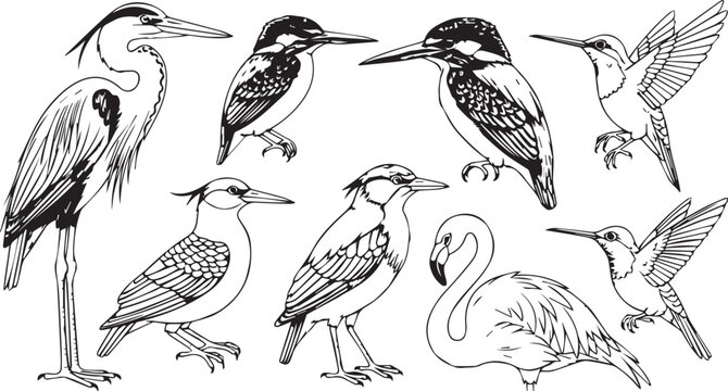 Set of various wild bird species sketches in black and white outline style with wildlife illustration ornithology collection flamingo hummingbird outlines